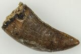 Serrated, .8" Tyrannosaur (Nanotyrannus?) Tooth - Montana - #204054-1
